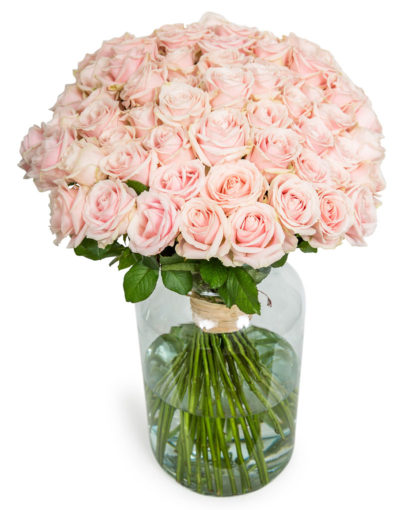 75 Long Stemmed Soft Pink Roses - Fresh Pink Roses, Pink Roses, Pink Roses Bouquet, 75 Pink Roses, Pale Pink Roses, Pink Rose Bouquet, Sweet Avalanche Roses, Pink Roses Delivery