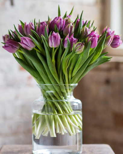 Tulips - Double - Lilac