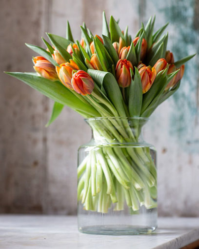 Tulips - Double - Orange
