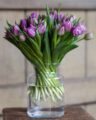 Tulips - Double - Purple