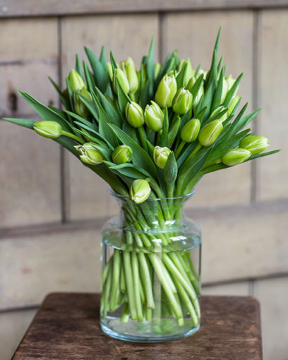 Tulips - Cream
