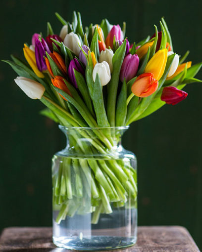 Tulips - Mixed