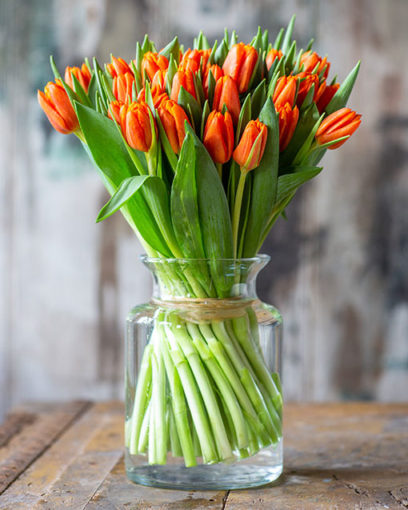 Tulip Subscription