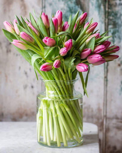 Tulips - Pink