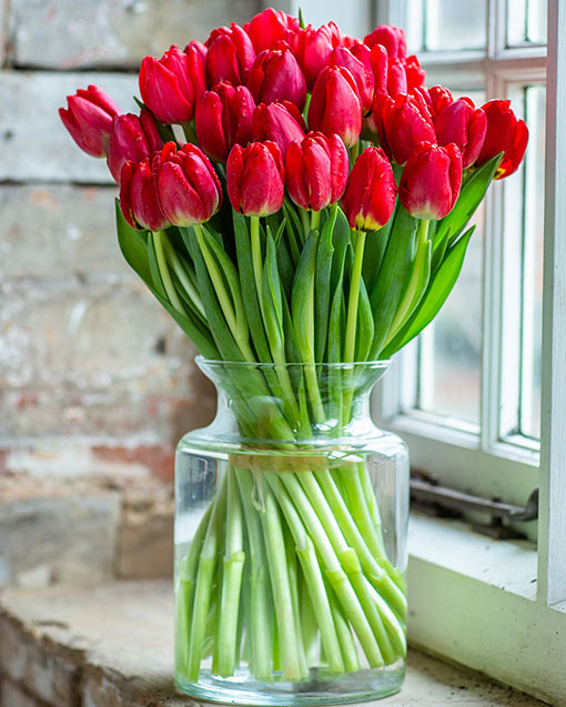 Tulips - Fresh froм Holland - Deliʋered Nationwide | Ƅy Flourish