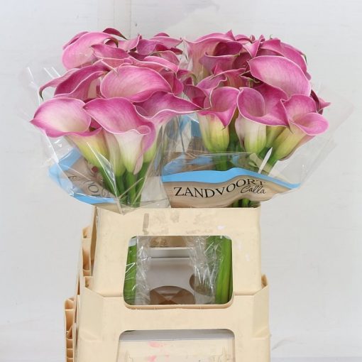 Calla Lilly - Pink - square