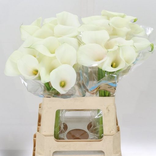 Calla Lilly - White - square