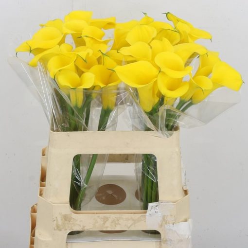 Calla Lilly - Yellow - square