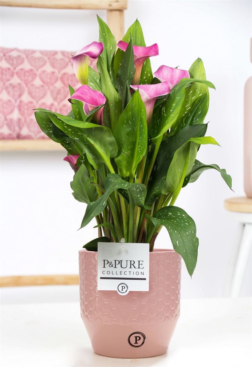 Pink Calla Lily Plant & Ceramic Pot | Flowers by Flourish