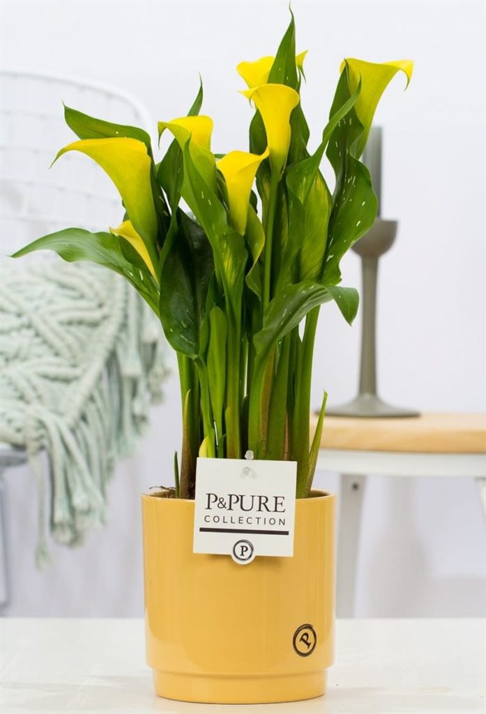 Yellow Calla Lily Plant & Ceramic Pot Flowers by Flourish