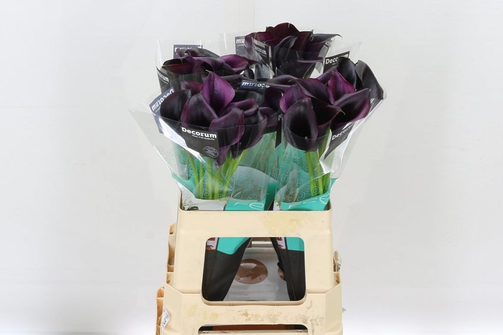 Calla Lilies Dark Purple