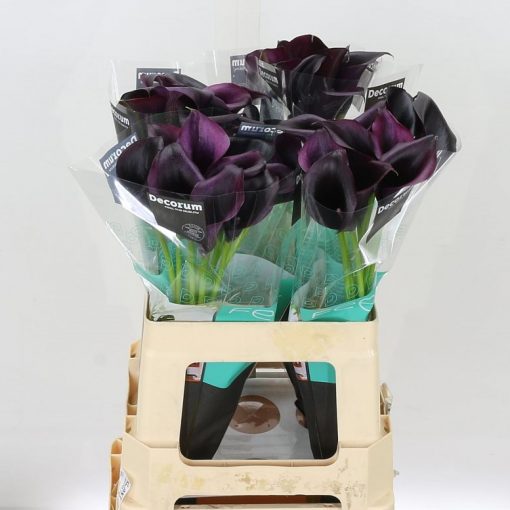 Calla lilly - Black - square