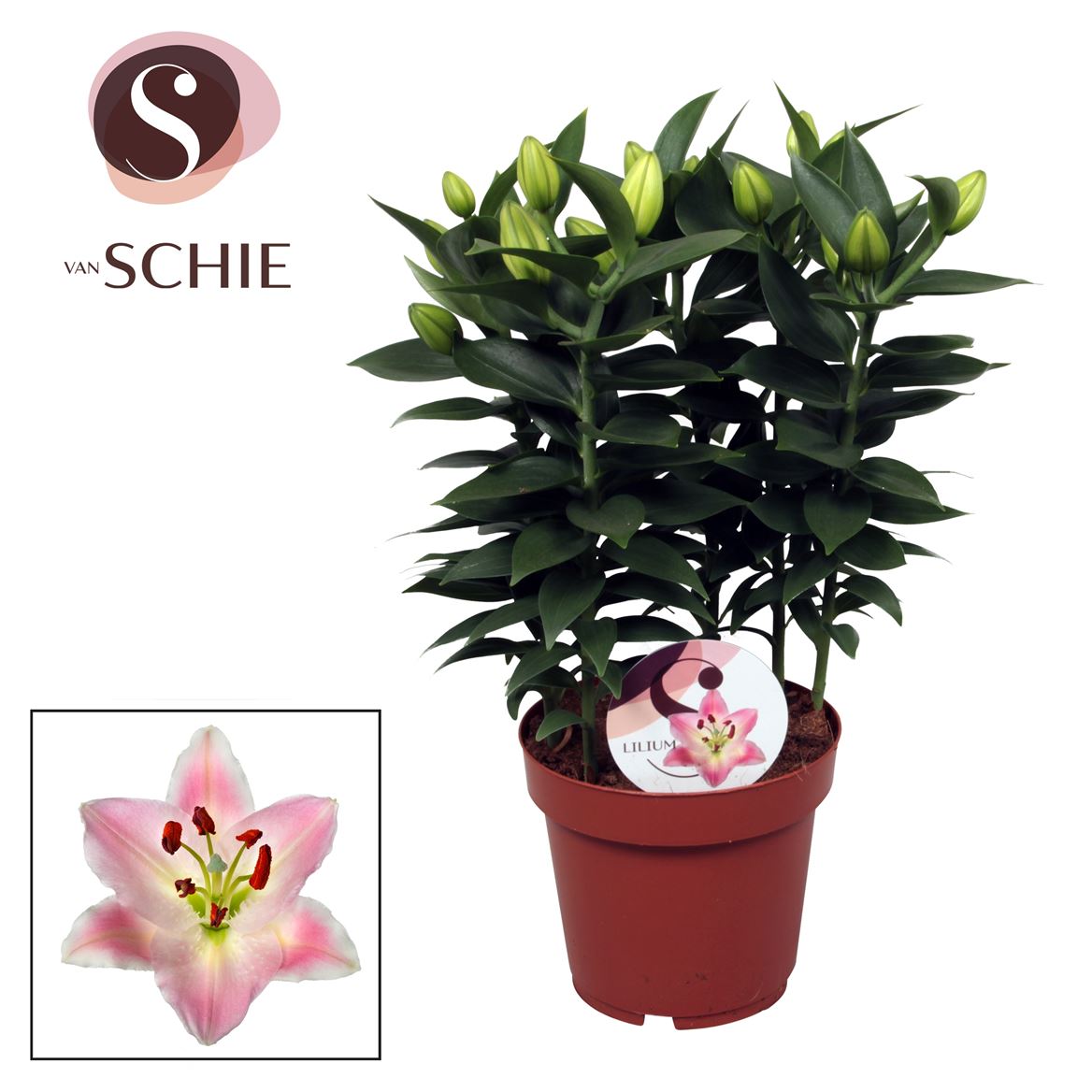 Oriental Lily Plant - Soft pink