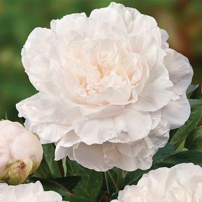 Plants - Paeonia_Mothers-Choice_02940