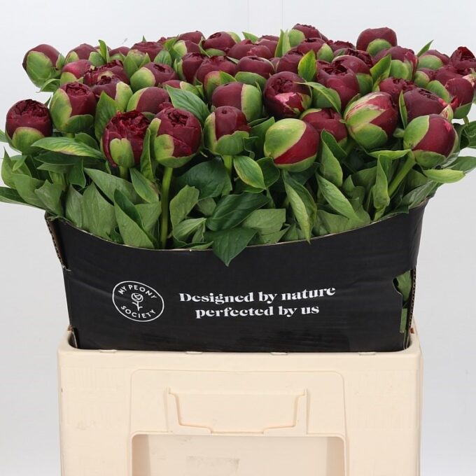 Square - Burgundy - Paeo - Henry Bockstoce 60cm Square - Burgundy - Paeo - Henry Bockstoce 60cm