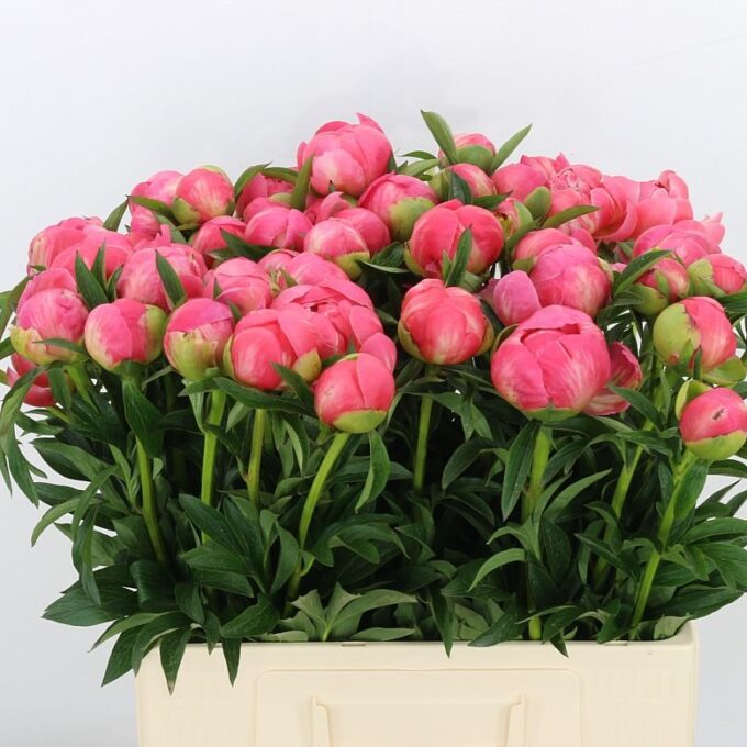 Square - Coral - Charm Square - Coral - Charm