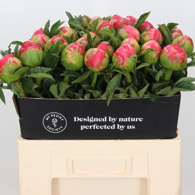 Square - Coral - Sunset 60cm Delta Square - Coral - Sunset 60cm Delta