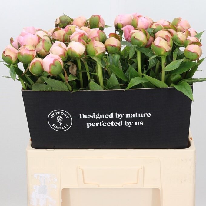Square - Pink - Alertie Biemond 60cm Square - Pink - Alertie Biemond 60cm