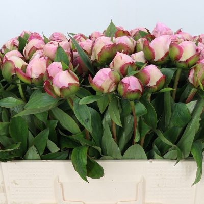 Square - Pink - Gardenia 55cm Brooijmans