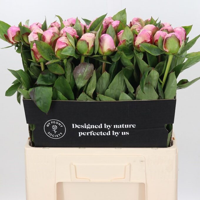 Square - Pink - Gardenia_v3 Square - Pink - Gardenia_v3