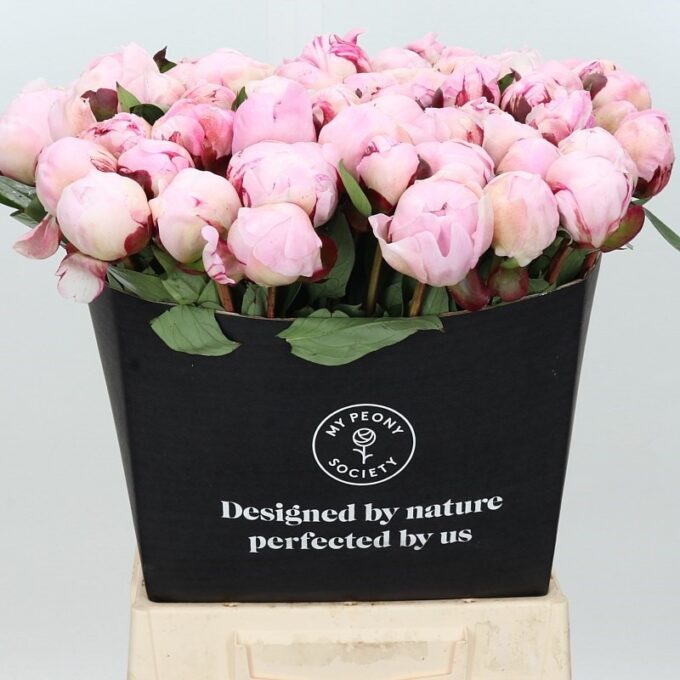 Square - Pink - Reine Hortens 50cm Maxime Square - Pink - Reine Hortens 50cm Maxime