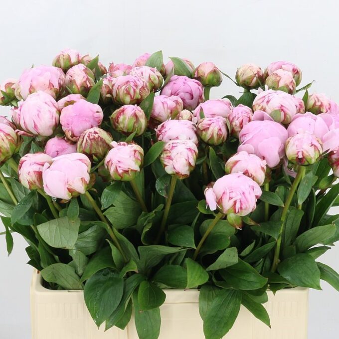 Square - Pink - Sarah Bernhard_v2 Square - Pink - Sarah Bernhard_v2