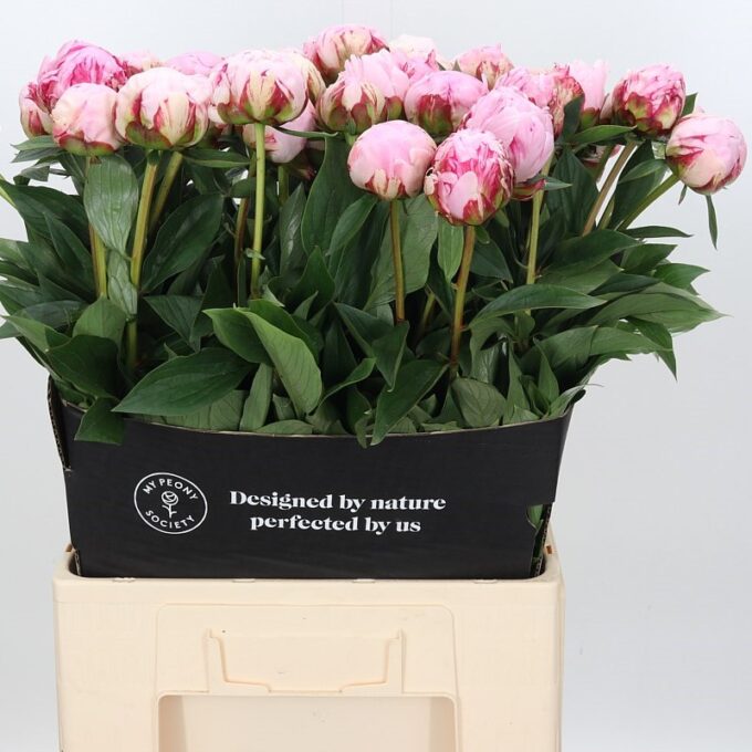 Square - Pink - Sarah Bernhard_v4 Square - Pink - Sarah Bernhard_v4