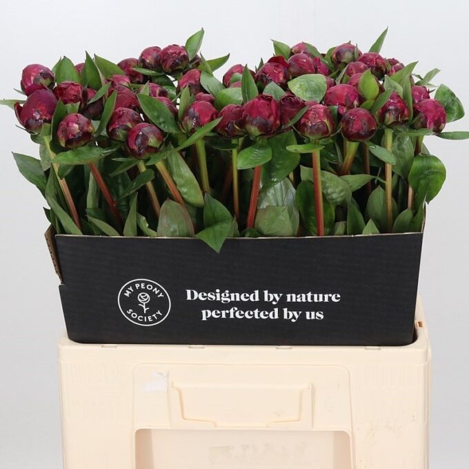 Square - Red - Sarah Bernhard Square - Red - Sarah Bernhard