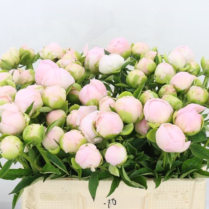 Square - Soft Pink - Miss America Square - Soft Pink - Miss America