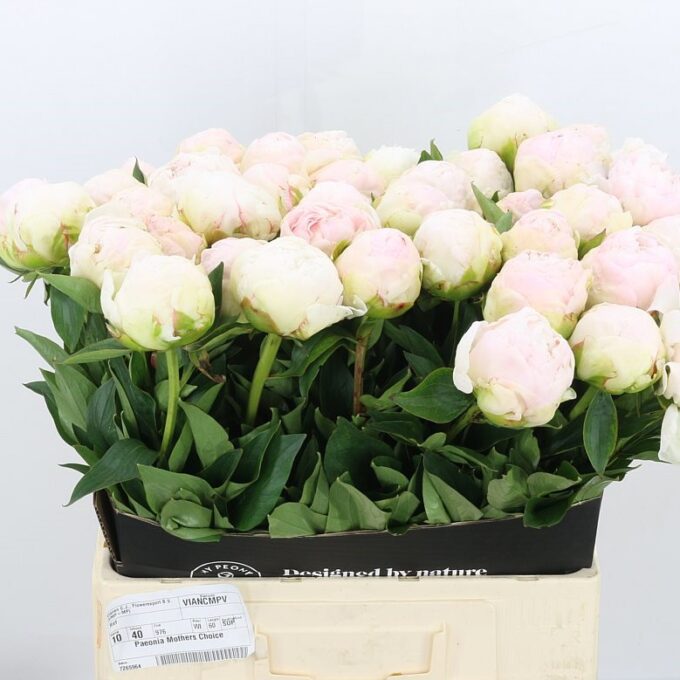 Square - Soft Pink - Mothers Choice Square - Soft Pink - Mothers Choice