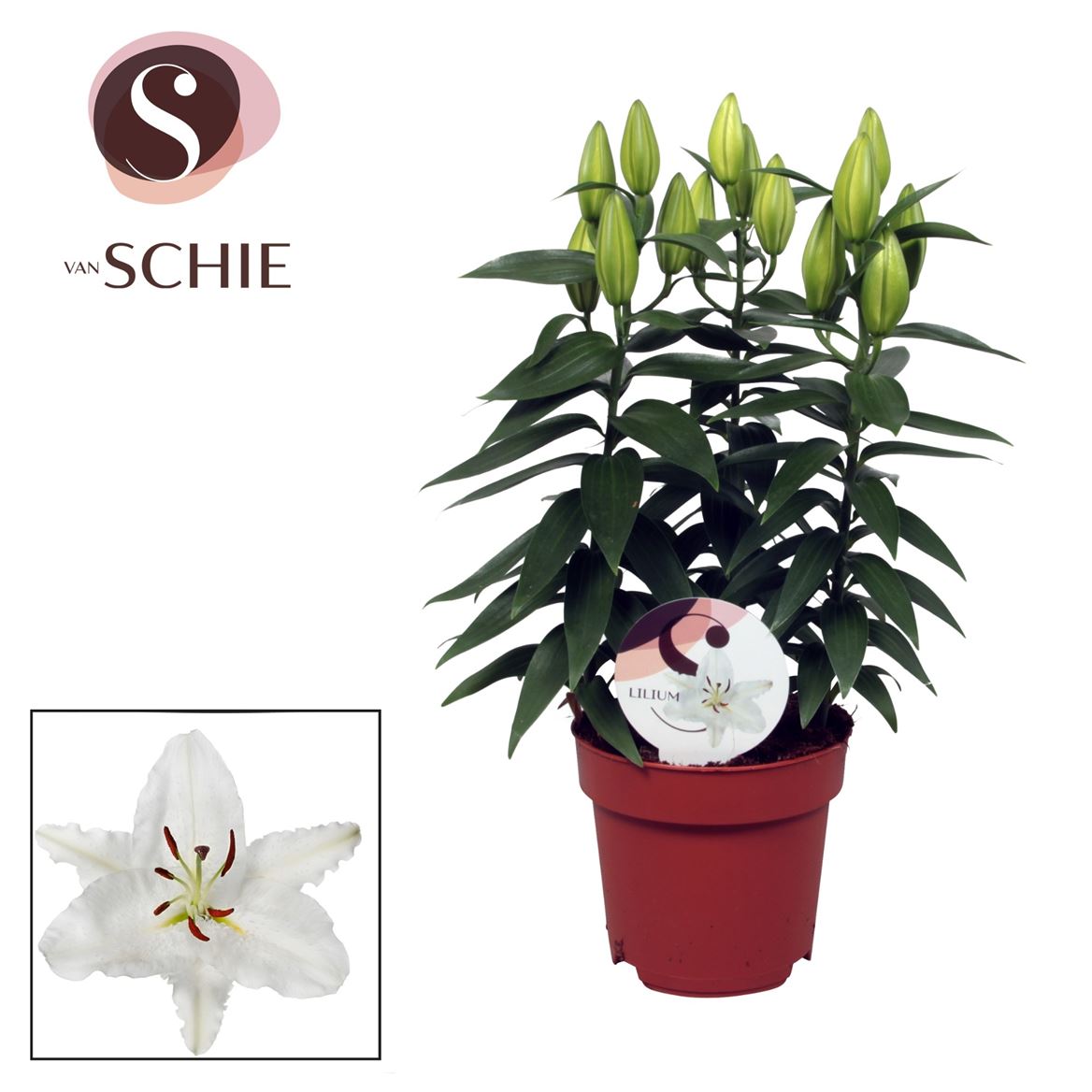 White Oriental Lily Plant
