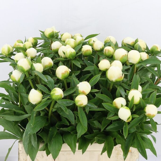 square - White - Duchess De Nemo_v2 square - White - Duchess De Nemo_v2