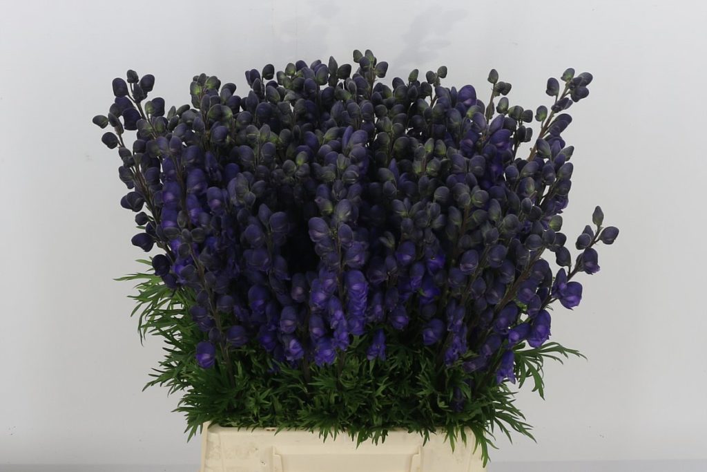 Aconitum - Blue
