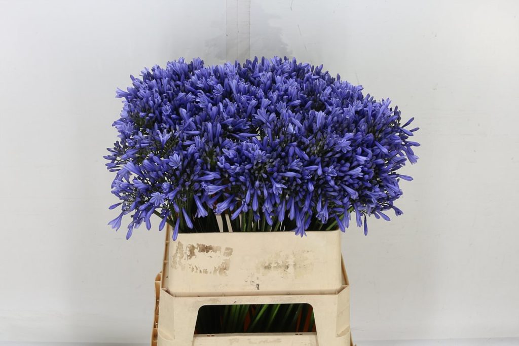 Agapanthus - Blue -10 Stems
