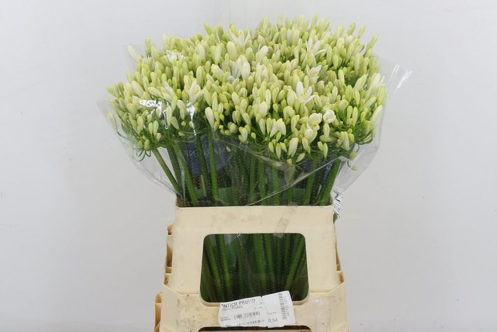 Agapanthus - White - 10 Stems