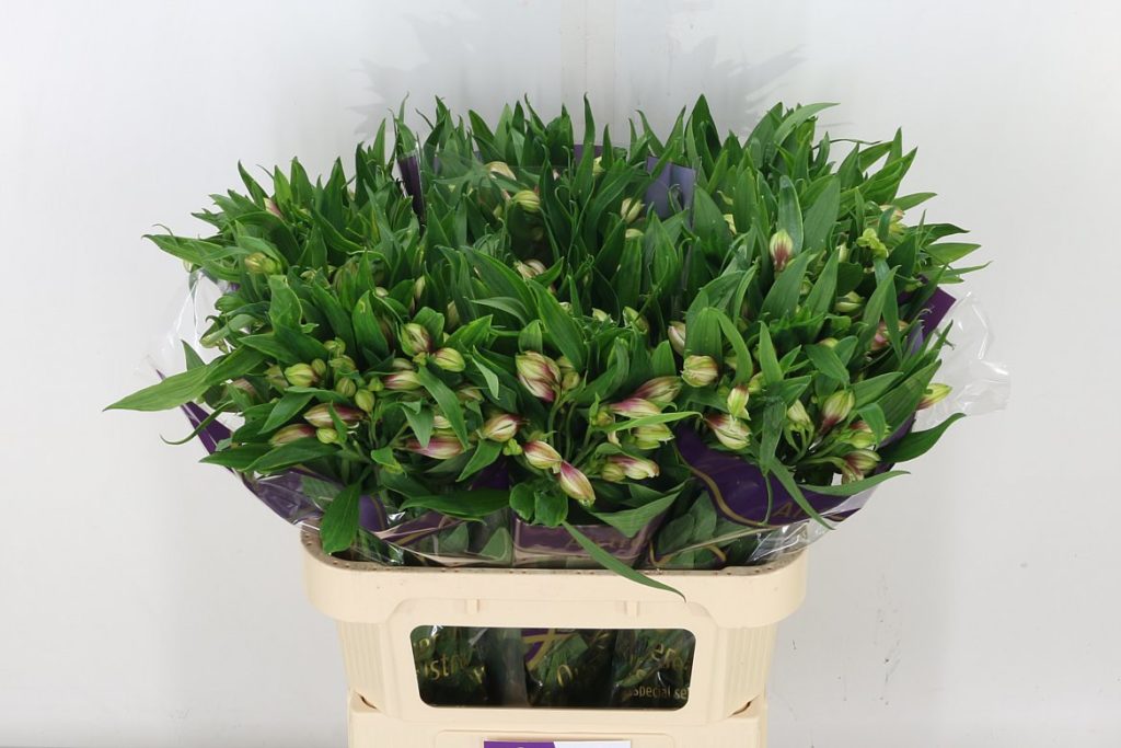 Alstroemeria - Pinks