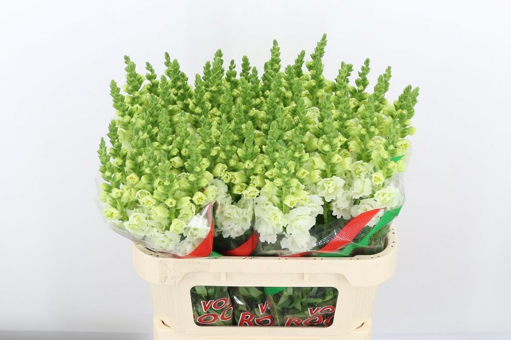 Antirrhinum - White