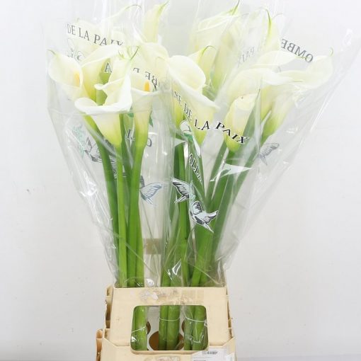 Arum - White_ Square