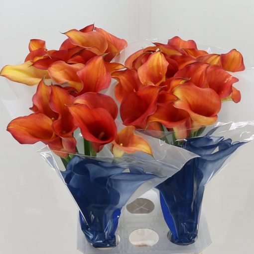 Calla Lily - Mango - Square