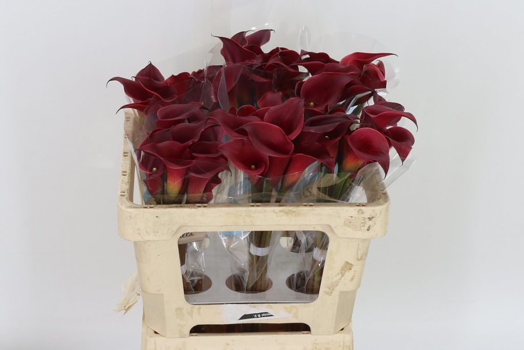 Calla Lilies Red