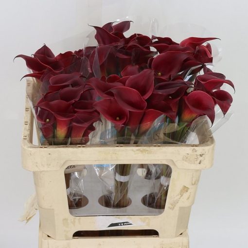 Calla Lily - Red - Square