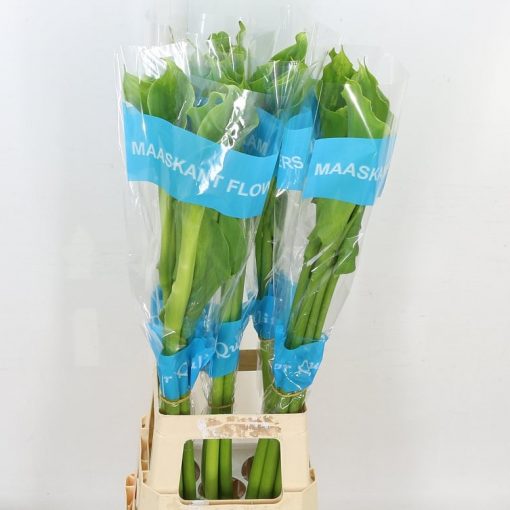 Green Goddess - Square
