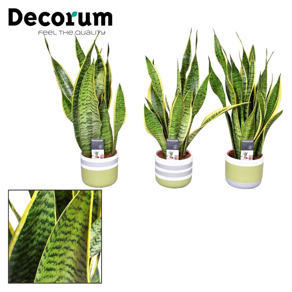 Sansevieria - Laurentii