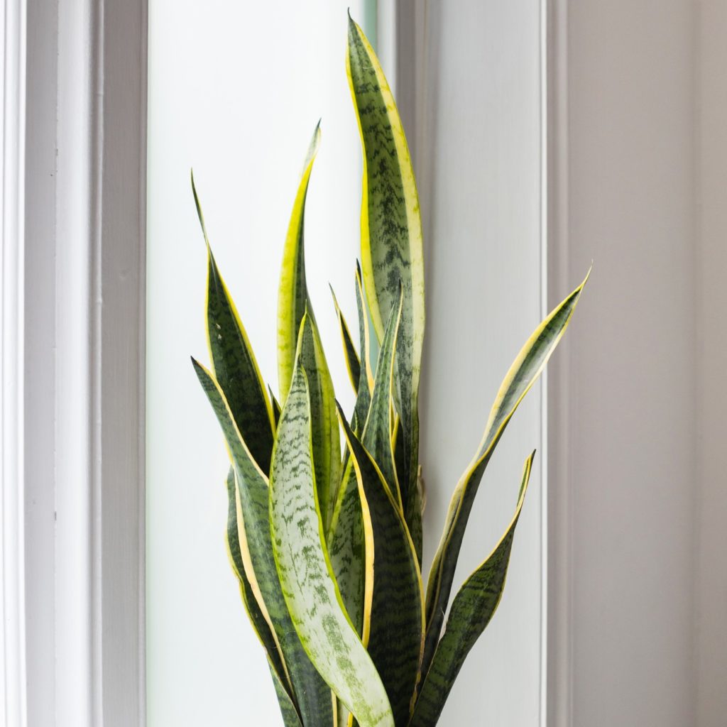 Sansevieria - Laurentii