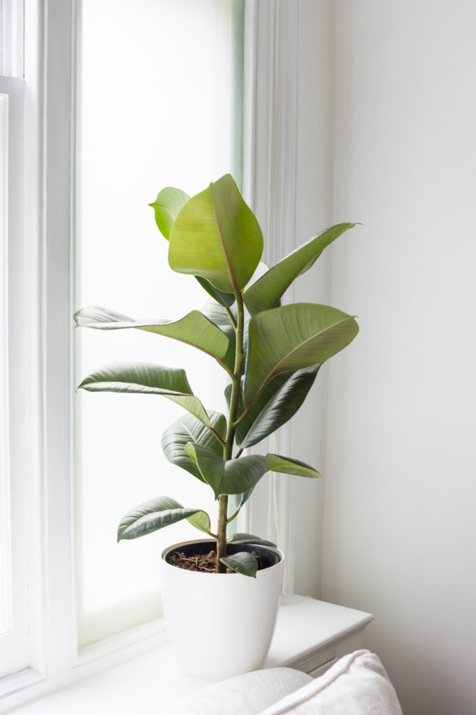 Ficus Elastica - Robusta