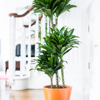 Dracaena Fragrans - Compacta