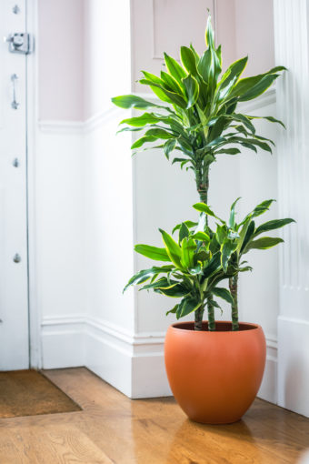 Dracaena Fragrans - Gold Coast