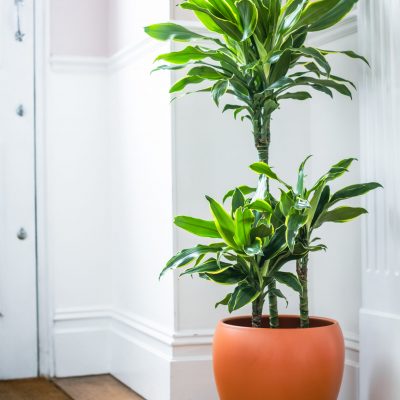 Dracaena Fragrans - Gold Coast