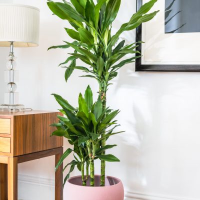 Dracaena Fragrans - Janet Lind - Dragon Tree