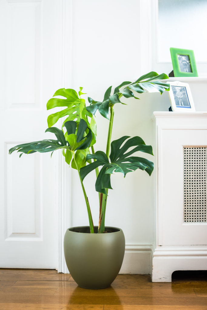 Monstera Deliciosa - Swiss Cheese Plant